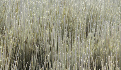 Spartocytisus supranubius. Photograph of the leaves of an evergreen plant.