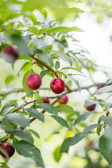 Red ripe plums on the tree, ripe berry on the branch of a plum tree in the garden
