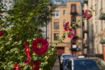 Summer in the city