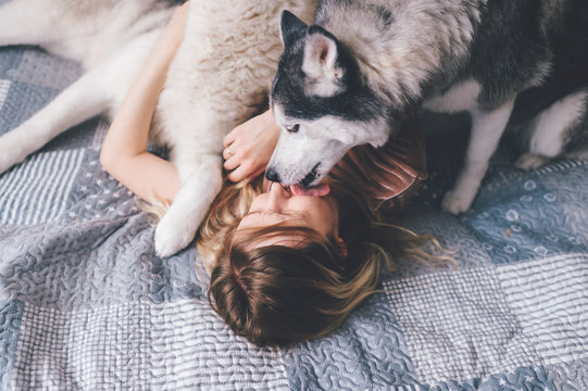 Husky puppies licking face of their female owner. Happy girl lying on bed in company of beloved husky dogs. Soft focus portrait in motion of woman kissing with her adorable furry pets on bed at home.