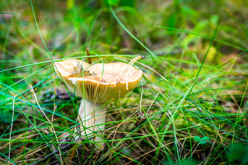 Photo mushroom growing in a pine forest.