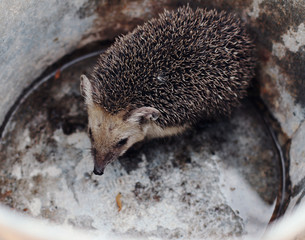 hedgehog in the forest
