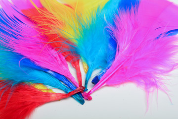 Bright and colourful feathers arranged on a white background