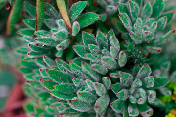 Enfoque en un cactus con gotas de agua