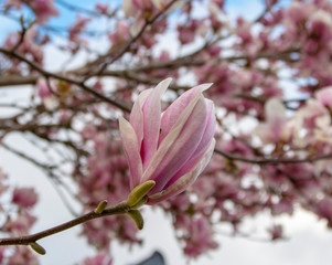 beautiful first magnolia flowers in the street