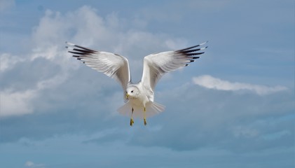 Eismöwe