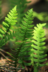 Fern in forest