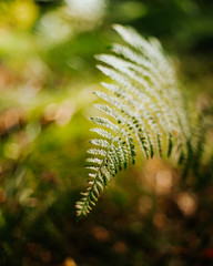 Beautyful fern leaf, green foliage, natural floral background