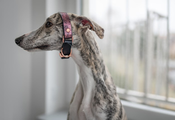 lustiger kleiner Windhund, Whippet trägt sein Halsband falsch