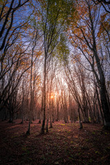 autumn trees in the forest. Beautiful vintage autumn landscape with fallen dry red leaves in beech forest. sunlight behind the trees in the woods