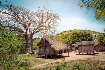 Fototapeta na wymiar tropical African village in Madagascar, wooden huts and a baobab tree
