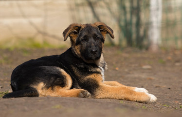shepherd puppy outdoors