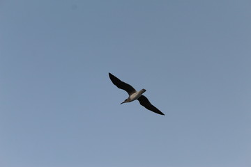 Obraz premium seagull flying in the sky