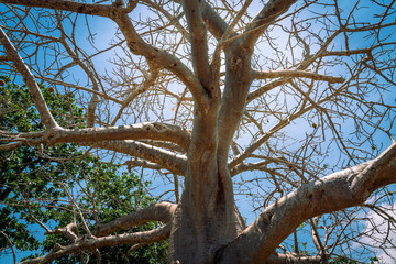 baobab tree branches against a blue sky during a sunny day