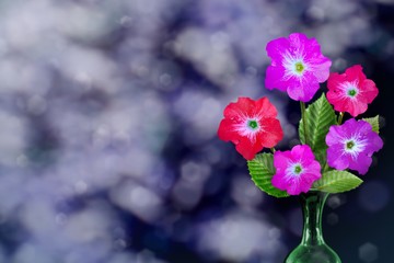 Beautiful live petunia bouquet bouquet in ceramic vase with blank place for your text on left on park trees and sky blurred background.