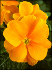 Orange primula flowers family primulaceae background and wallpaper