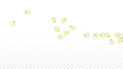 Vector Realistic Pink Petals Falling on Transparent Background.  Spring Romantic Flowers Illustration. Flying Petals. Sakura Spa Design. Blossom Confetti.