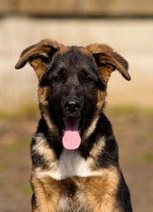 shepherd puppy outdoors