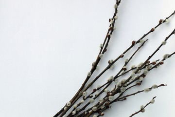 White background with willow branches, symbols of spring and easter