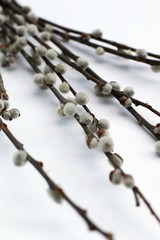 White background with willow branches, symbols of spring and easter