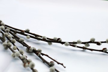 White background with willow branches, symbols of spring and easter
