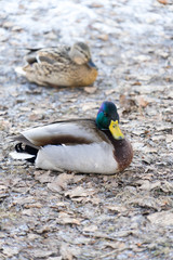 hoto wild ducks. Place for your text.