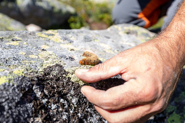 Caterpillar on stone close up human hand