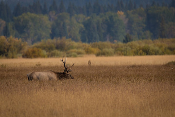 Elk Traveling
