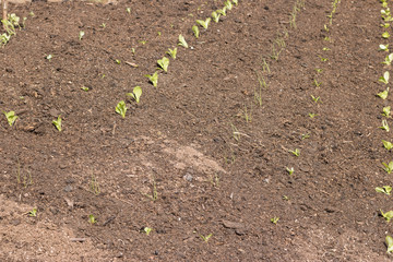 Green Plants Sprouts Grow of Ground on Sunny Day. Spring Garden Work on Land. Concept: Gardening and Agriculture. 