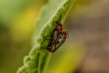 Red Beetle