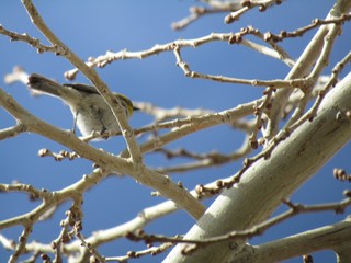 Sign of Spring