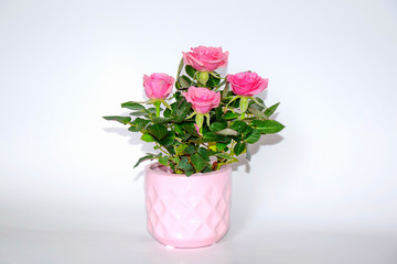 Naklejka na ściany i meble Pink Small Bush of Roses in a Pot Decoration Stock Photo
