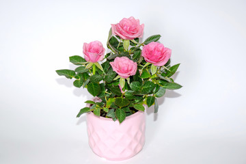 Naklejka na ściany i meble Pink Small Bush of Roses in a Pot Decoration Stock Photo