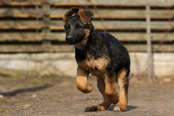 shepherd puppy outdoors