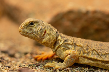 Fototapeta premium Uromastyx princeps or spiny-tailed lizard