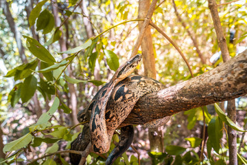 boa on a tree branch. wild madagascar ground boa resting on a tree in the forest of nosy komba. big snake in the jungle