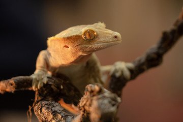 Correlophus ciliatus or Gecko Crestate