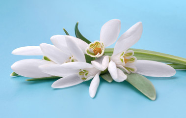 Fototapeta na wymiar White flowers of snowdrops on isolated on blue background