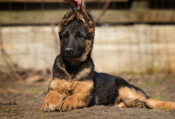 shepherd puppy outdoors