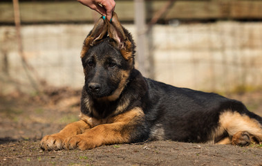 shepherd puppy outdoors