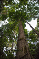 Wild green tropical jungle view on a sunny day