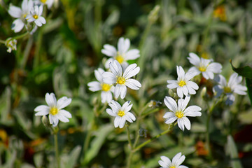 White Small Tiny Flowers Home Garden Plants FLoral Bacjground Stock Photo
