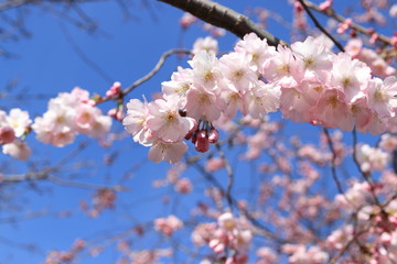 Japanische Zierkirsche in voller Blüte