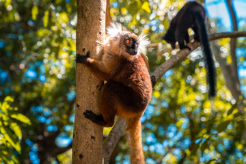 lemur on a tree endemic of lokobe island in nosy be, madagascar, africa