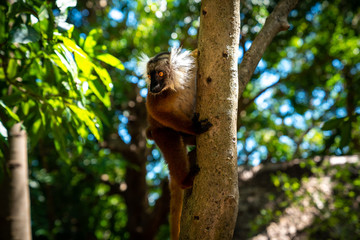 lemur on a tree endemic of lokobe island in nosy be, madagascar, africa © evoks24