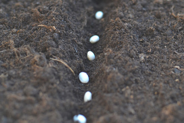 Bean seeds sown in the soil.