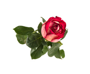 rose isolated on white background