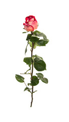 Fototapeta premium rose isolated on white background