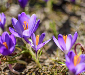 Beautiful purple spring flowers on the hills Velika planina in Slovenia, Kamnik Alps. Purple crocus, Crocus sativus, from close.