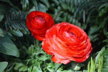 Ranunculus flower in the garden